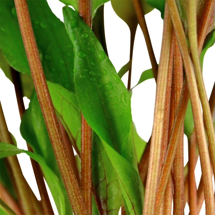 Tropica Akvarieplante i potte Cryptocoryne undulata broad leaves